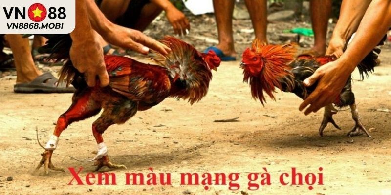 Các màu mạng gà đá